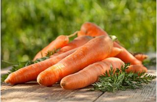 هویج "گالیسیا" - تنوع متوسط اولیه - 2550 دانه - Daucus carota ssp. sativus 