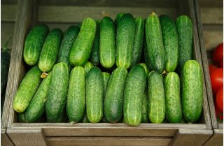 Almindelig Agurk - Rufus - 90 frø - Cucumis sativus