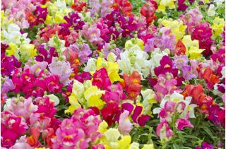 常见的金鱼草 - 低生长品种 -  3700粒种子 - Antirrhinum majus nanum - 種子