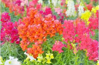 常见的金鱼草 - 低生长品种 -  3700粒种子 - Antirrhinum majus nanum - 種子