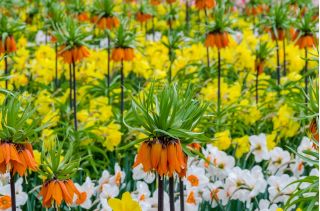 橙色皇冠皇家和水仙选择集 -  18个 - 