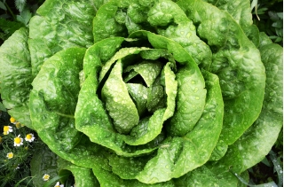 Bataviasallat - Humil - 900 frön - Lactuca sativa L. var. Capitata