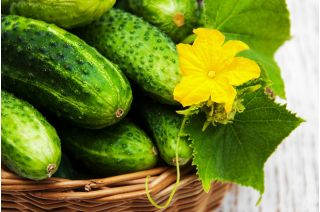 خيار "بولكو" - للمخللات - 175 بذرة - Cucumis sativus - ابذرة