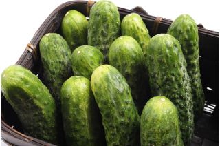 מלפפון "סנדר" - 105 זרעים - Cucumis sativus