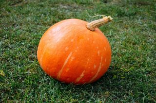 巨大カボチャ「カロウィタビス」 - Cucurbita maxima  - シーズ