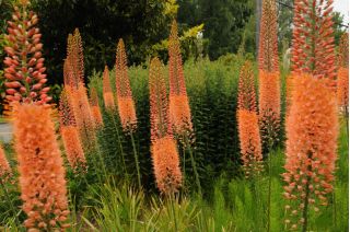 Eremurus himalaicus - Cleopatra