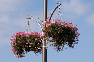 Hängende Pelargonie 'Speedy Mixed'