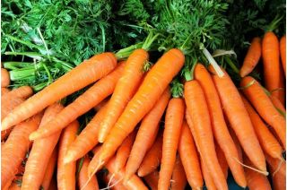 胡萝卜“第一次收获” - 经过处理的种子 - Daucus carota ssp. sativus  - 種子