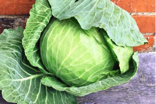 흰 양배추 "첫 수확"- 240 종자 - Brassica oleracea convar. capitata var. alba - 씨앗