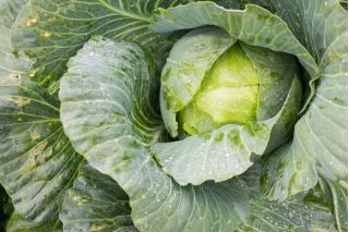 흰 양배추 "첫 수확"- 240 종자 - Brassica oleracea convar. capitata var. alba - 씨앗
