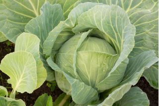 흰 양배추 "첫 수확"- 240 종자 - Brassica oleracea convar. capitata var. alba - 씨앗