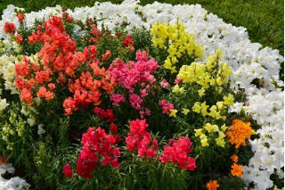 常见的金鱼草 - 低生长品种 -  3700粒种子 - Antirrhinum majus nanum - 種子