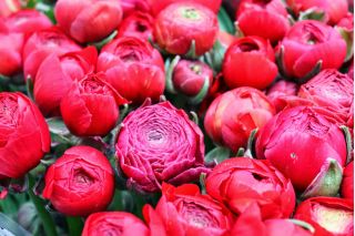 Ranunculus, Buttercup Pink - 10 bebawang