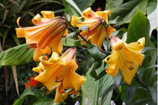 Lilium, Lily African Queen