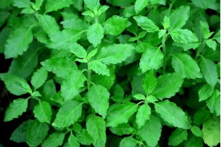 Basil Suci, Tulasi - 1250 biji - Ocimum Sanctum  - benih