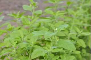 Basil Suci, Tulasi - 1250 biji - Ocimum Sanctum  - benih