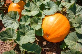 巨大カボチャ「カロウィタビス」 - Cucurbita maxima  - シーズ