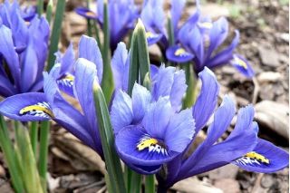 Set 7 - Iris kerdil iris - 80 pcs; iris jaring emas - 