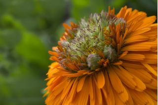 Ringelblume 'Greenheart'