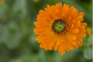 Ringelblume 'Greenheart'