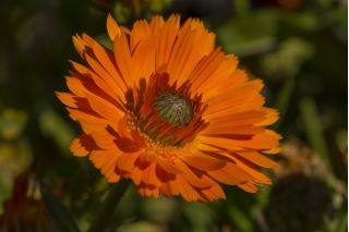 Ringelblume 'Greenheart'