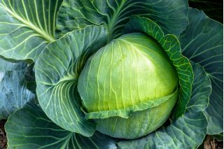 Galviņkāposti - Ditmarska - balts - 480 sēklas - Brassica oleracea convar. capitata var. alba