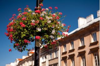 Hängende Pelargonie 'Speedy Mixed'
