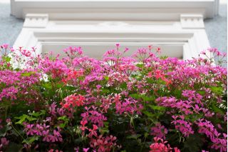Hängende Pelargonie 'Speedy Mixed'