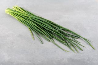 Cebolinho - Broad Leaf - 1700 sementes - Allium schoenoprasum L.