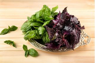 حديقة المنزل - مزيج باسيل متنوعة - للزراعة في الأماكن المغلقة وشرفة. ريحان كبير ، القديس يوسف "نبتة - 325 بذور - Ocimum basilicum  - ابذرة