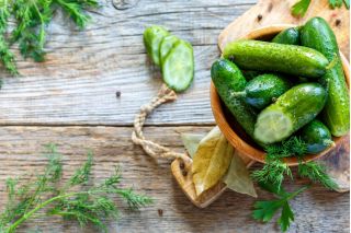 Almindelig Agurk - Rufus - 90 frø - Cucumis sativus