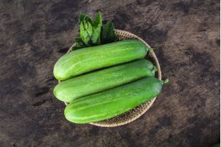 Paprastasis agurkas - Delicius - 200 sėklos - Cucumis sativus