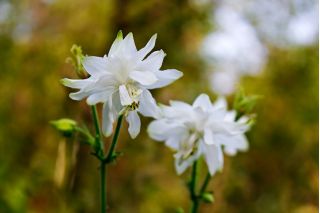 Paprastasis sinavadas - White Barlow - Aquilegia vulgaris