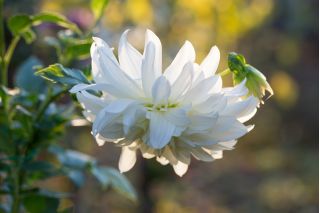 Paprastasis sinavadas - White Barlow - Aquilegia vulgaris