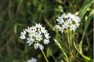 Allium Cowanii - 20 củ