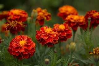 Tagetes patula -  Harmony - Tagetes patula L. - sementes