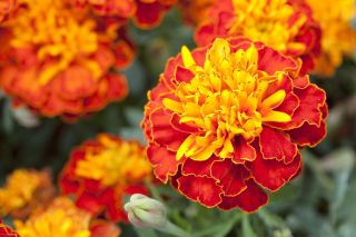 Tagetes patula -  Harmony - Tagetes patula L. - sementes