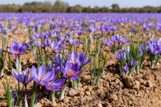 Crocus Sativus - Șofran - pachet mare! - 200 buc - 