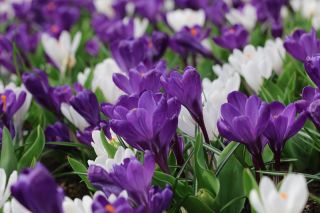 สีม่วงและสีขาวส้ม - ชุด 60 ชิ้น - 