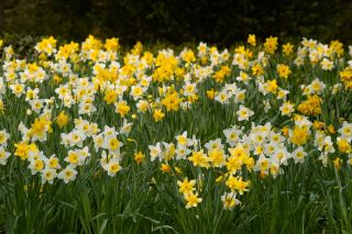 Gele en witte narcis set - 50 st - 