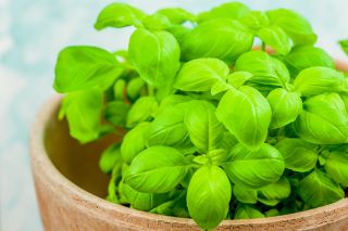 ミニガーデン - グリーンバジル - バルコニーとテラスカルチャー用 - Ocimum basilicum  - シーズ