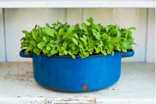 Arugula - SEED DISC; rocket