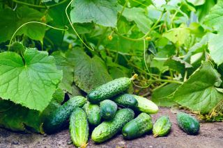 Огурец обыкновенный - Skaner -  Cucumis sativus - семена