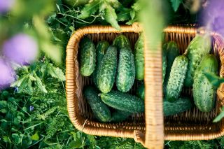 Огурец обыкновенный - Skaner -  Cucumis sativus - семена