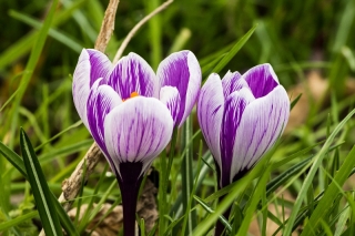 Crocus King of the Striped - Large Pack! - 200 pcs.