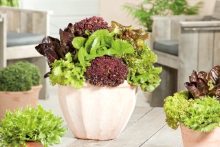 홈 가든 - 양상추 다양 믹스 - 실내 및 발코니 재배 - 900 종자 - Lectuca sativa  - 씨앗