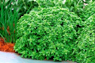 พุ่มใบโหระพา - ใบเล็ก ๆ และมีลักษณะเป็นพุ่มกะทัดรัด - 