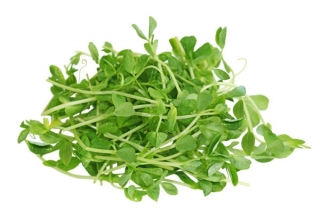 Seemnete idandamine suure idandiga - hernes - 