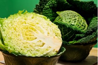 Savoikål - Aubervilliers - 1 frø - Brassica oleracea var. sabauda