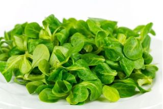 Corn Salad, Mache seeds - Valerianella locusta - 1700 seeds